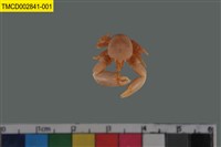 藏品(瓷蟹科)的圖片